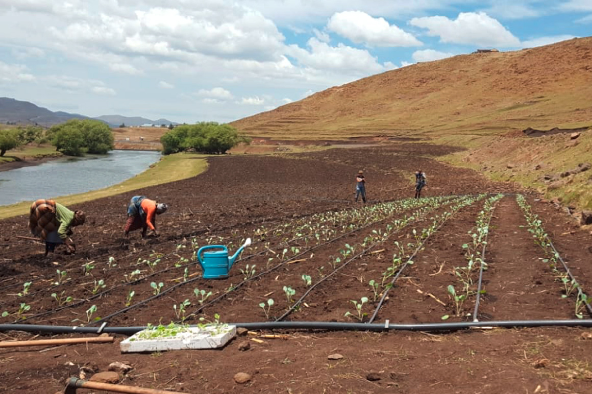 In Lesotho, we are committed to ensuring that local people learn everything about agriculture and animal husbandry in order to take care of themselves. 